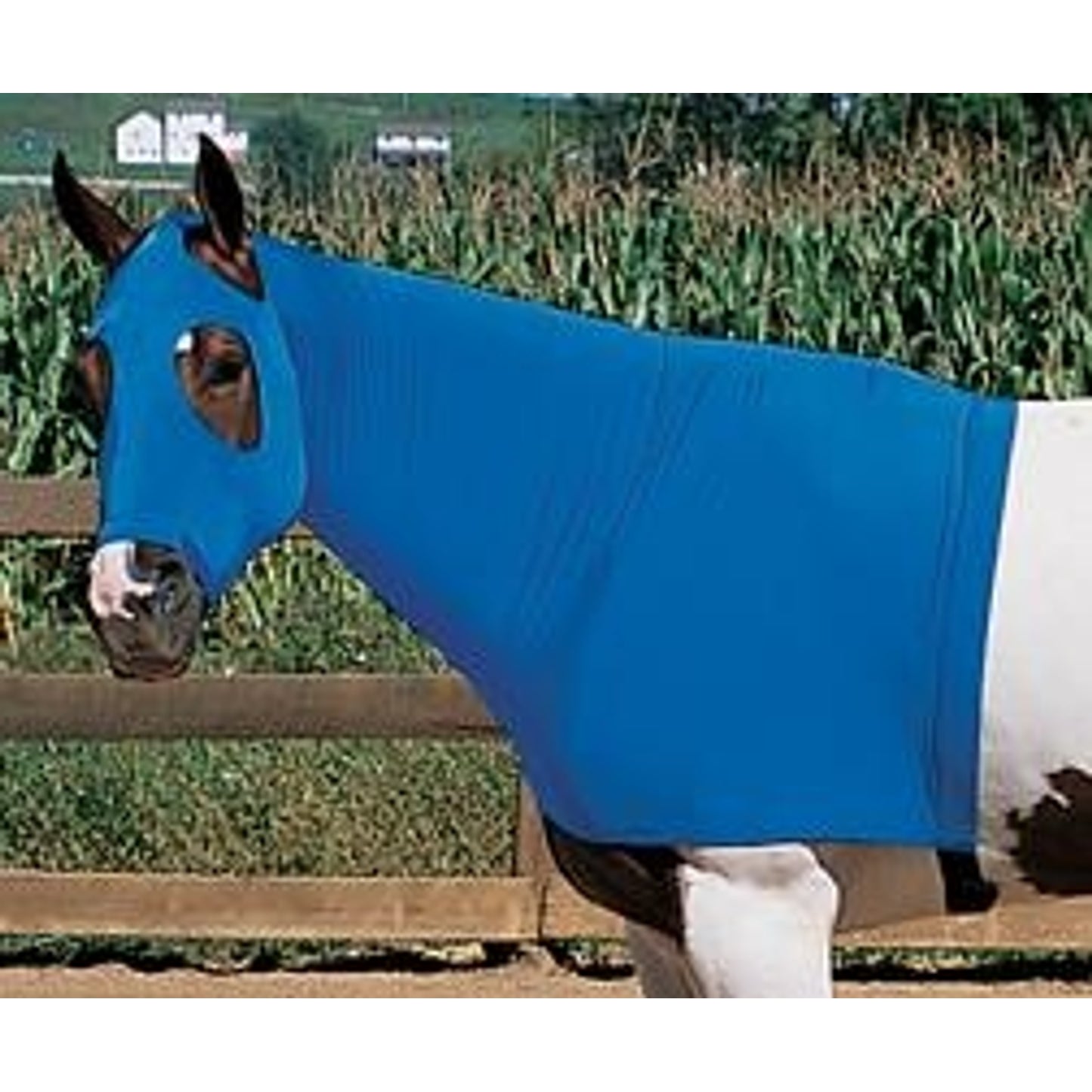 351537_blue.jpg