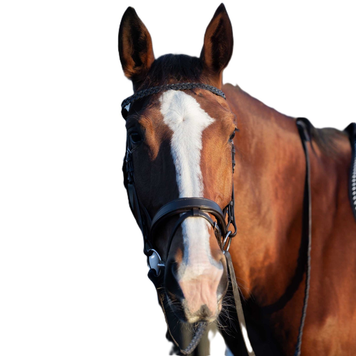 4-528762-02.jpg