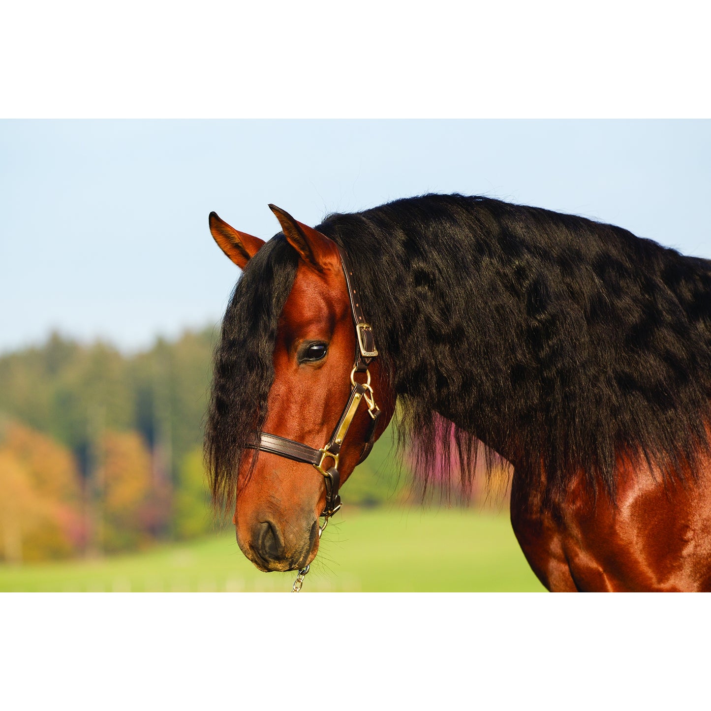 5-500552-brown.jpg