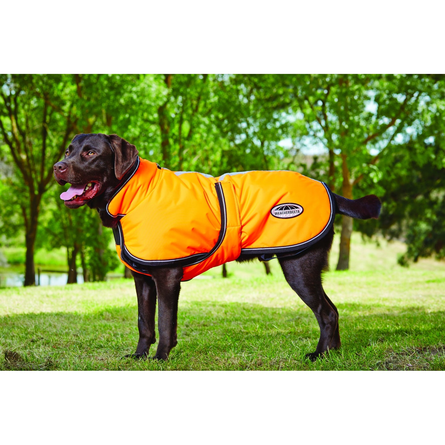 5-851866-orange.jpg