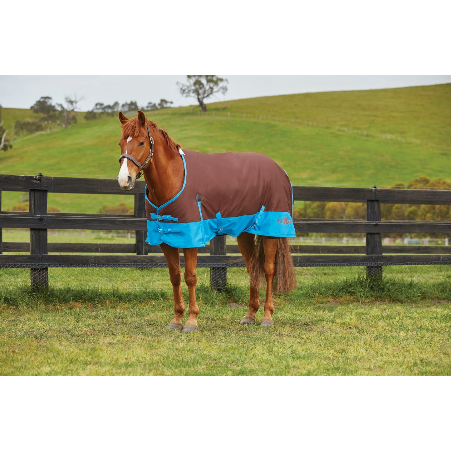 5-918526-brownroyalblue.jpg