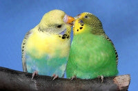 Pet Bird Supplies
