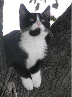 Pet Cat Supplies