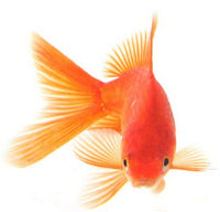 Pet Fish Supplies