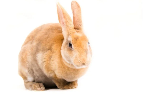 Small Pet & Animal Supplies
