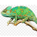 Pet Reptile Supplies