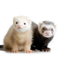 Pet Ferret Supplies