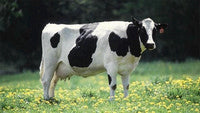 Cattle Dewormers & Livestock Health