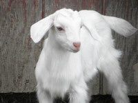 Sheep, Goat & Llama Supplies