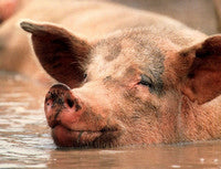 Swine Health