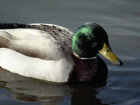 Duck & Chicken Supplies