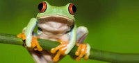 Pet Turtle & Frog Supplies
