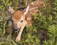 Other Wildlife Animal Supplies