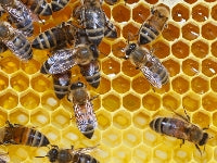 Bee Keeping