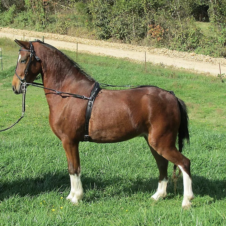 Axeville Leather Bitting