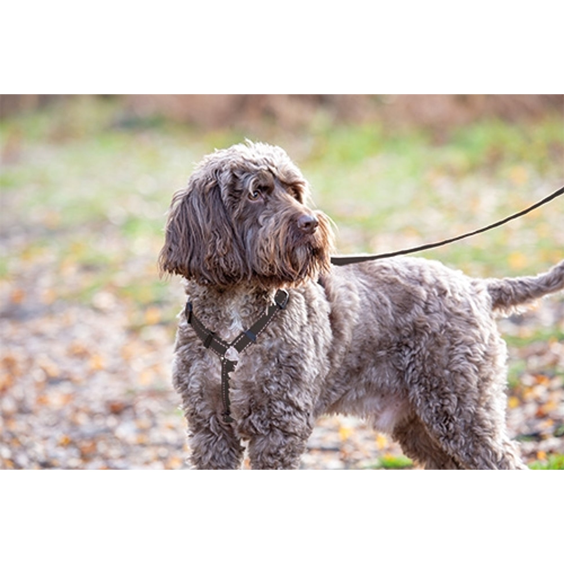 Shires Digby & Fox Webbing Dog Harness