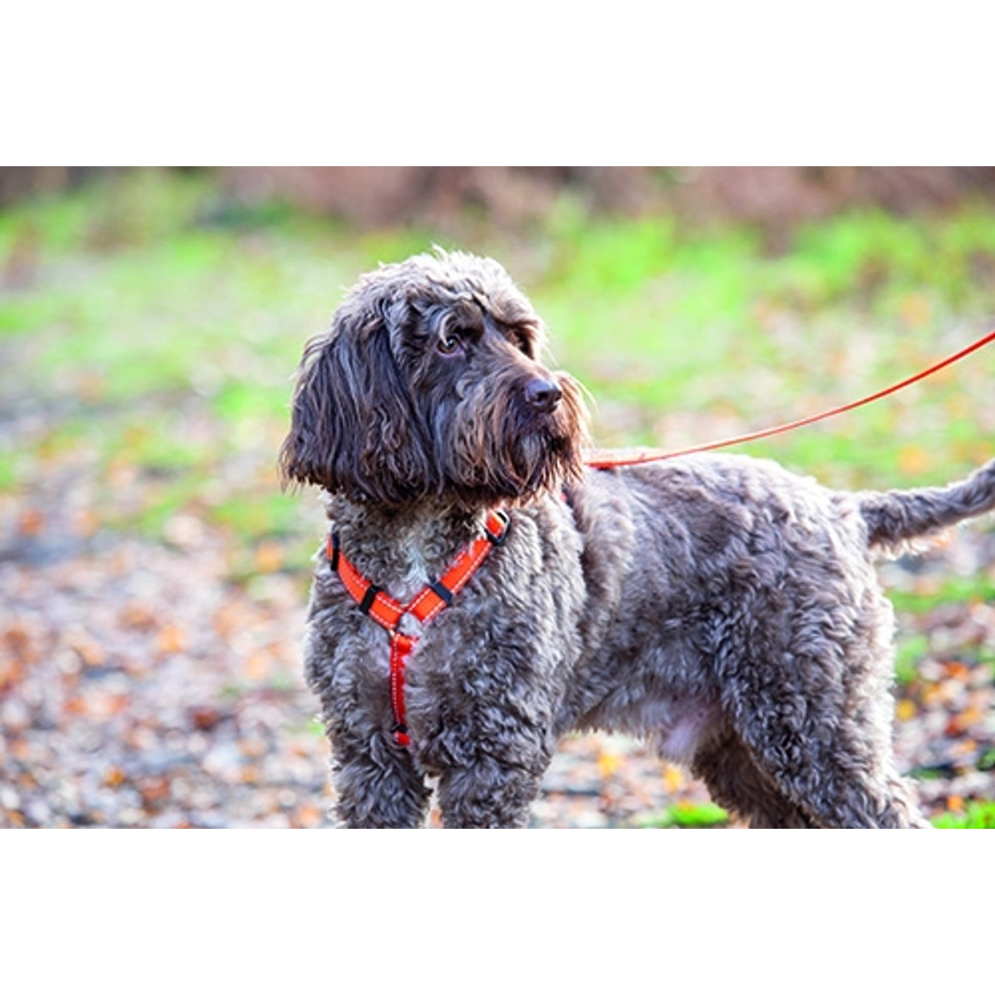 Shires Digby & Fox Webbing Dog Harness