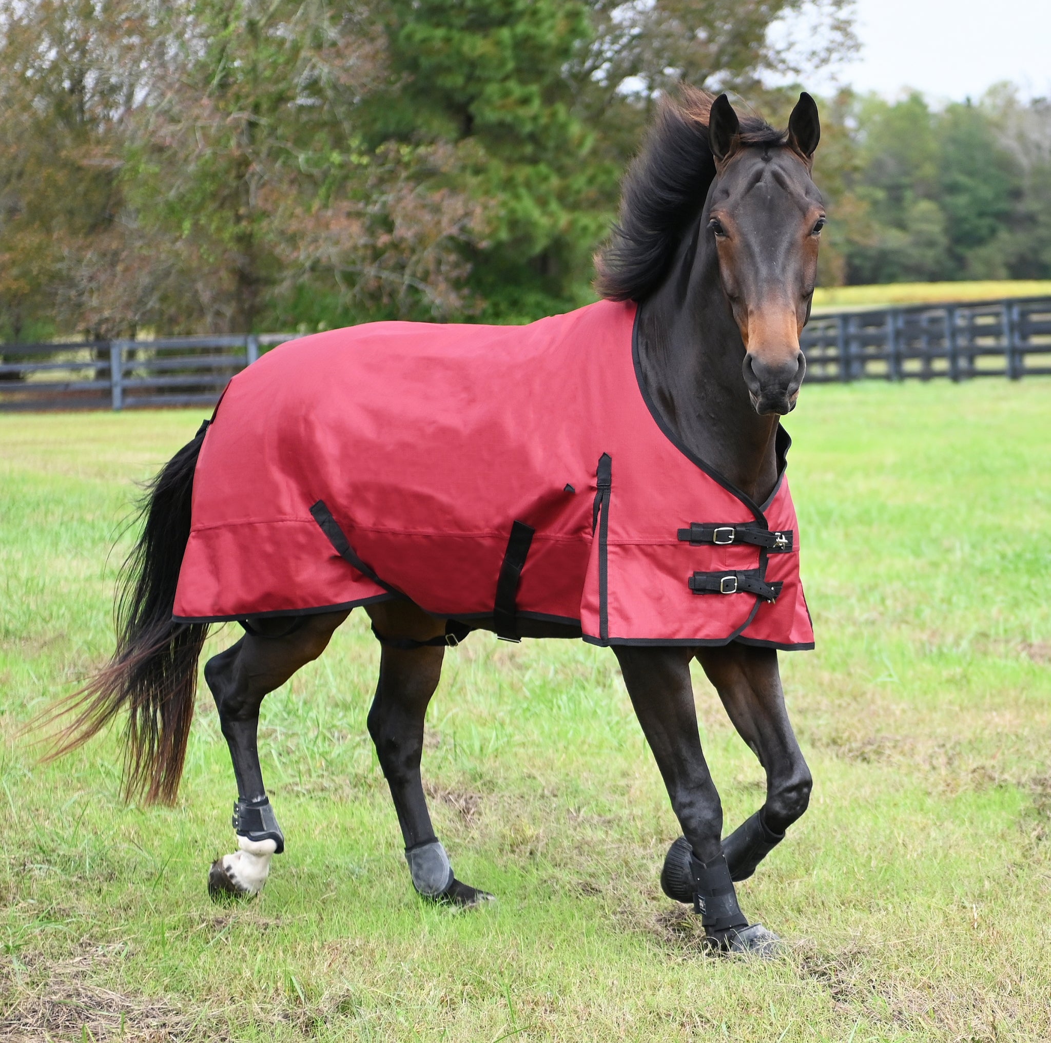Horse Tack - Saddles - Riding Boots | HorseLoverZ