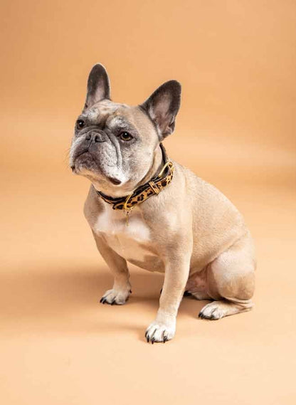 Shires Digby & Fox Printed Cow Hair Dog Collar