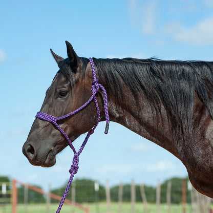 Cashel Flat Braid Halter with 9 Ft Lead