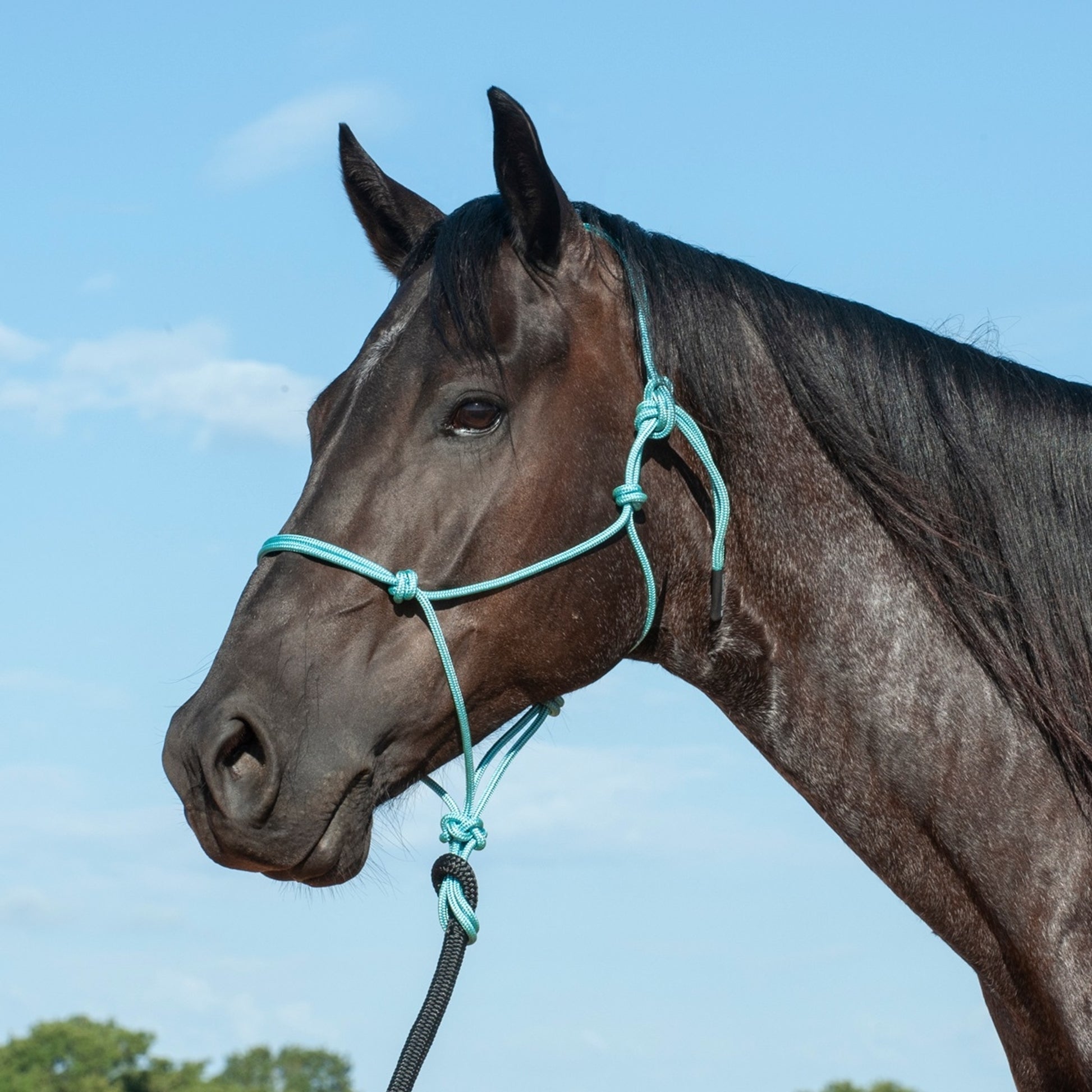 Classic Equine Premium Rope Halter