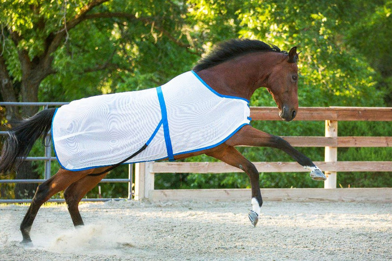 Saratoga Horseworks Summer Turnout