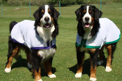 Saratoga Horseworks K9 Kool Coat