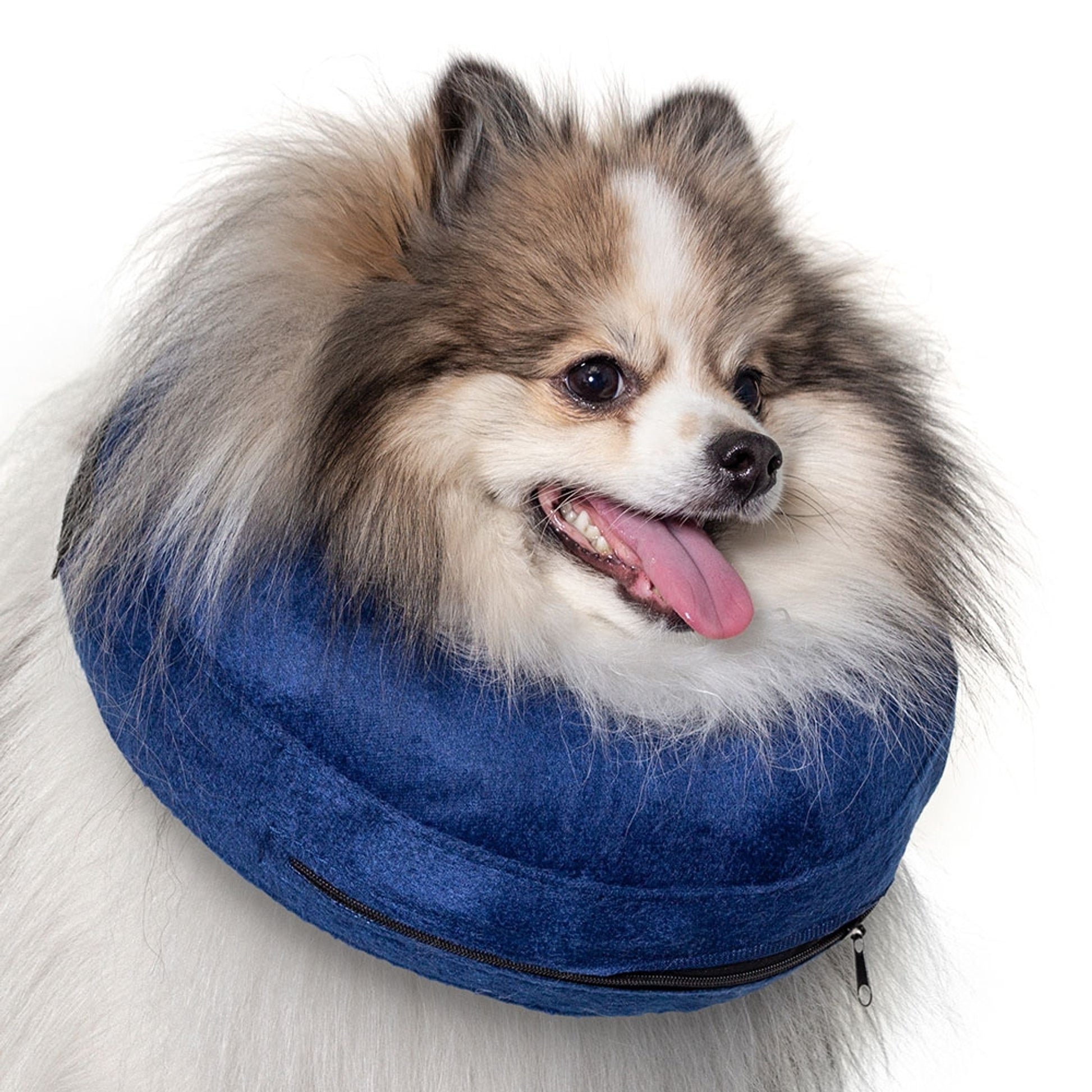 Calm Paws Basic Inflatable Collar