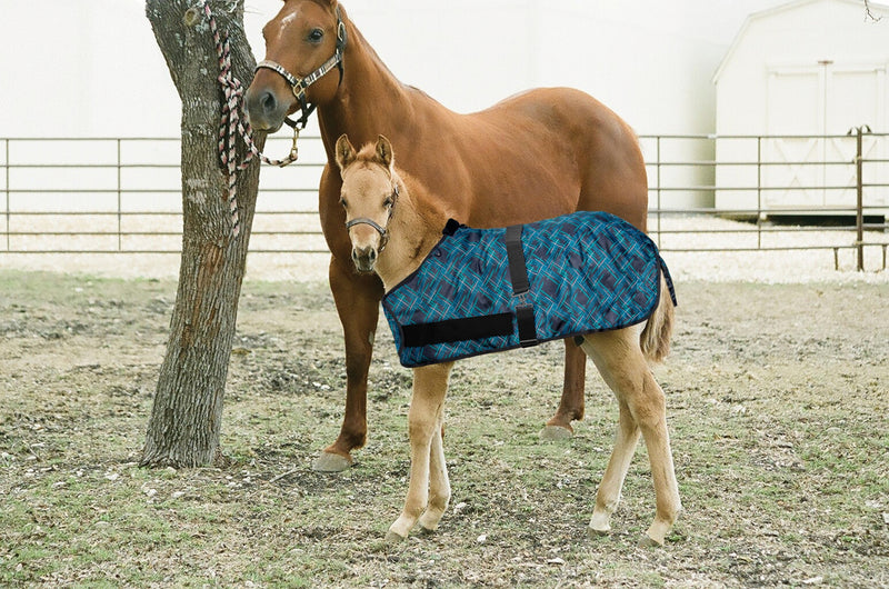 Kensington Signature Adjustable Weanling Turnout Blanket