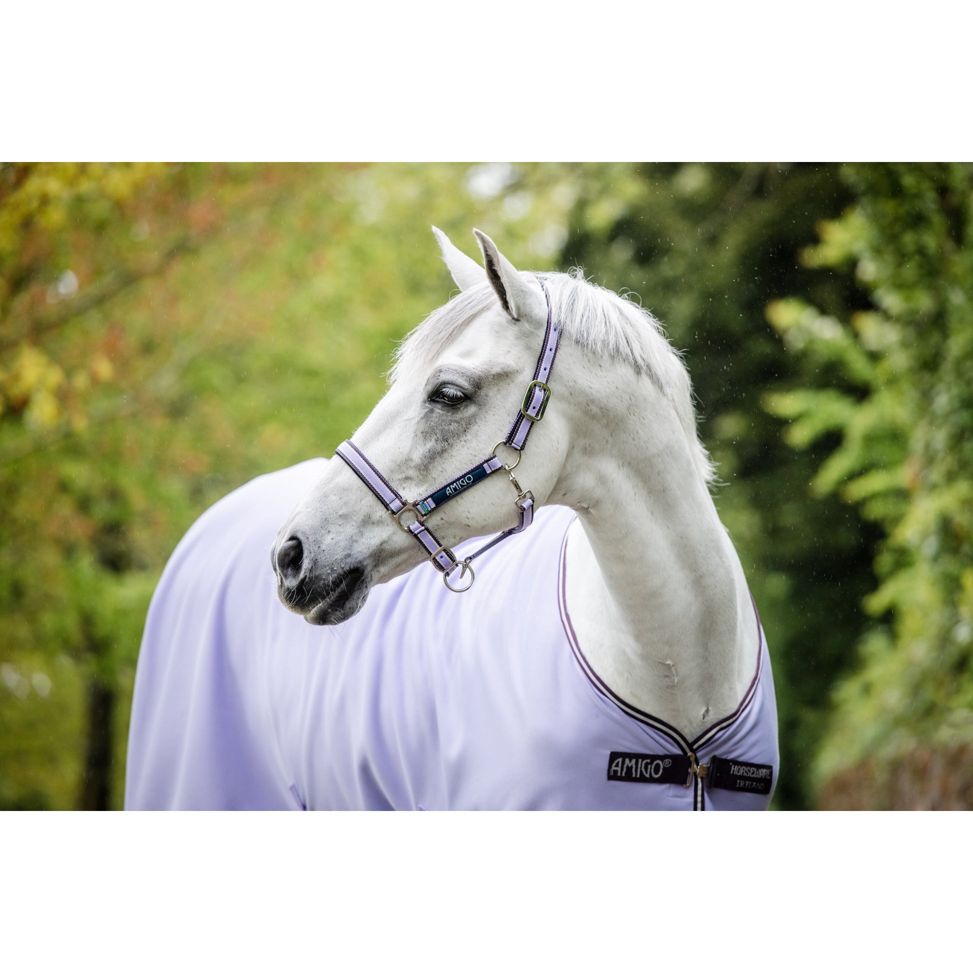 Amigo Halter