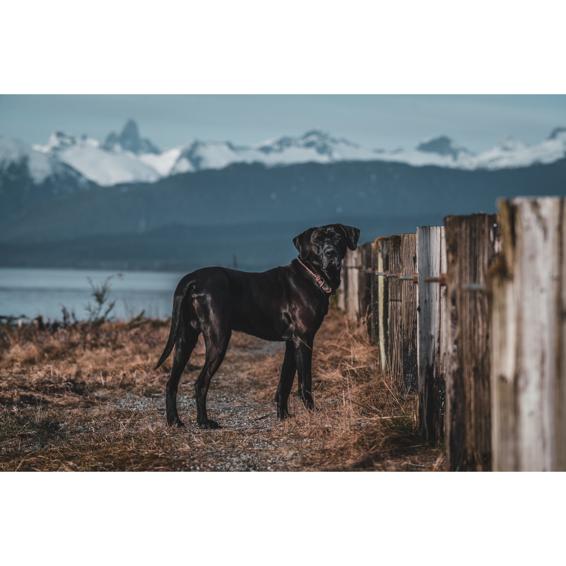 Weaver D.O.G. 1/4in Adj Rope Collar