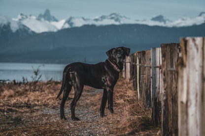 Weaver D.O.G. 1/4in Adj Rope Collar