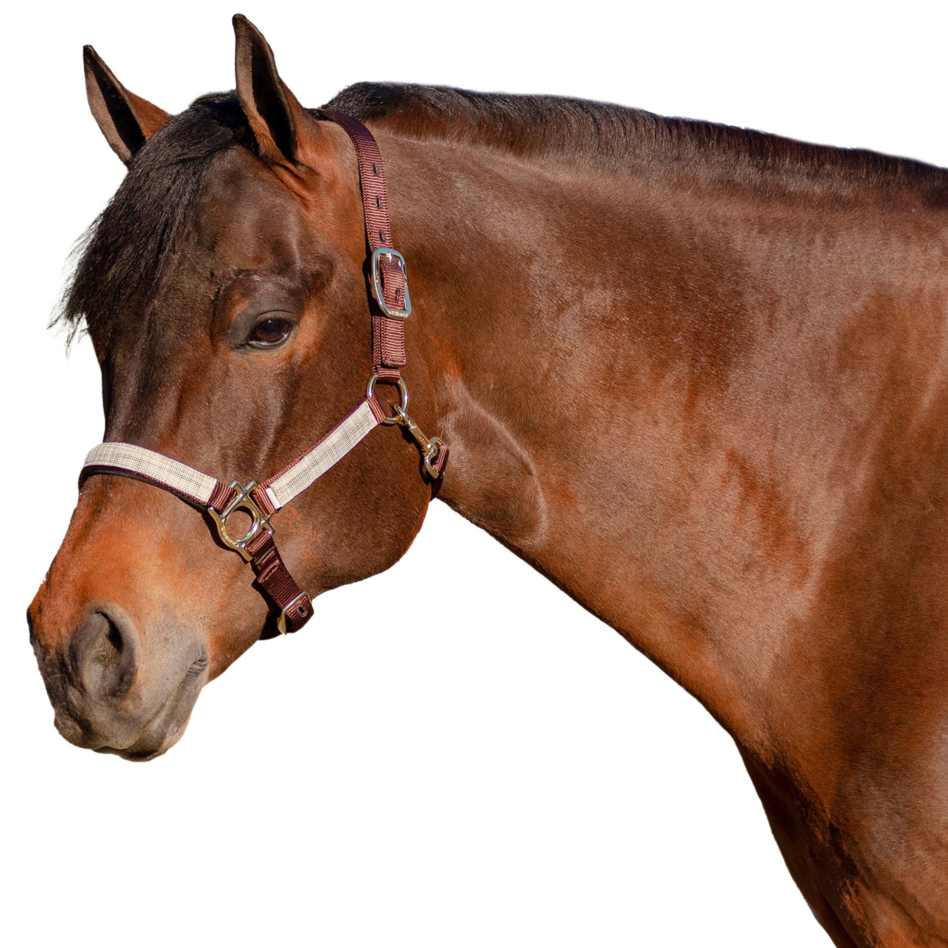 Kensington Reflective Nylon Halter
