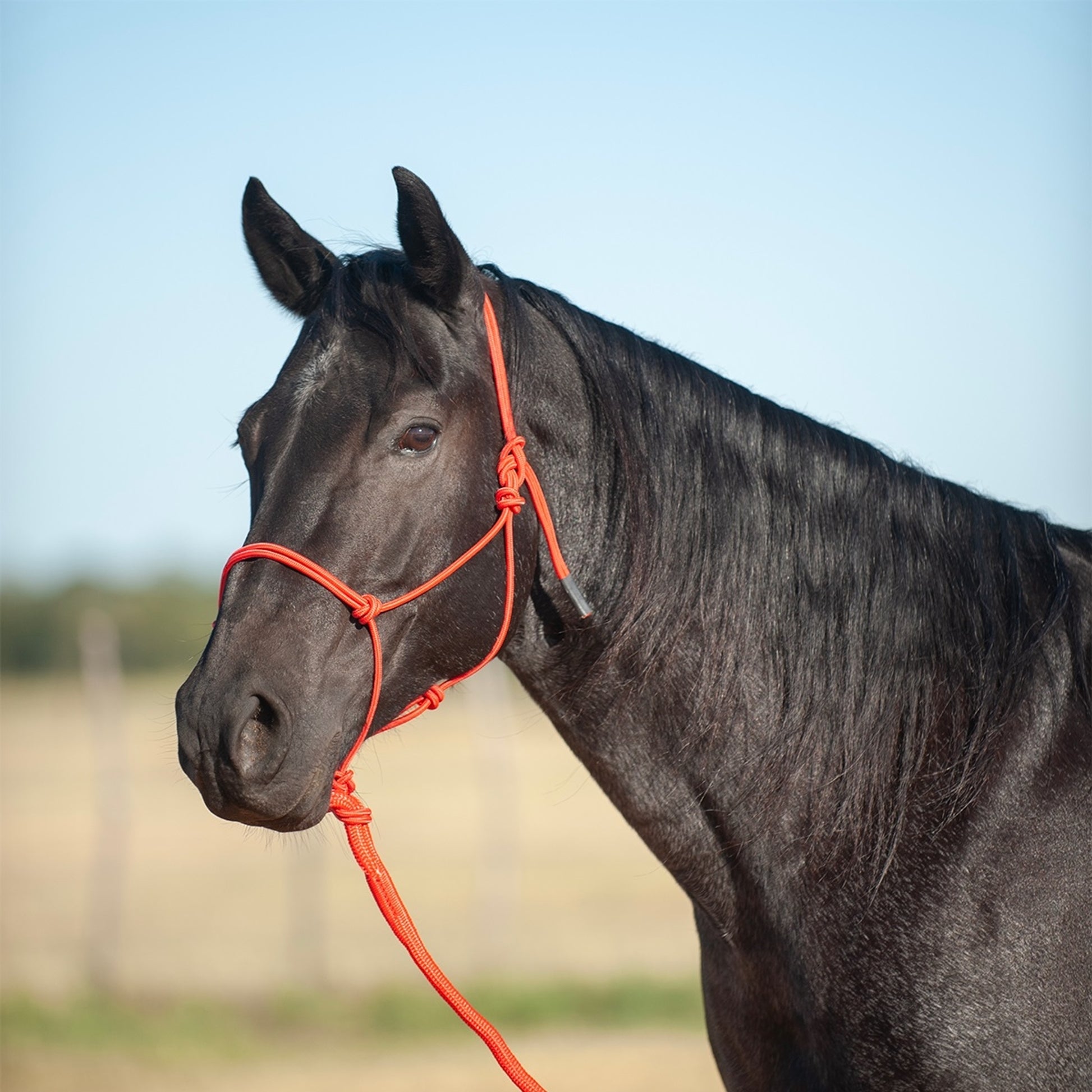 Classic Equine Econo Rope Halter and 8-foot Leadrope