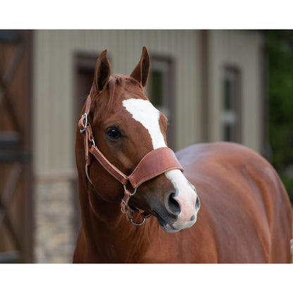 Perri's Ranch Halter
