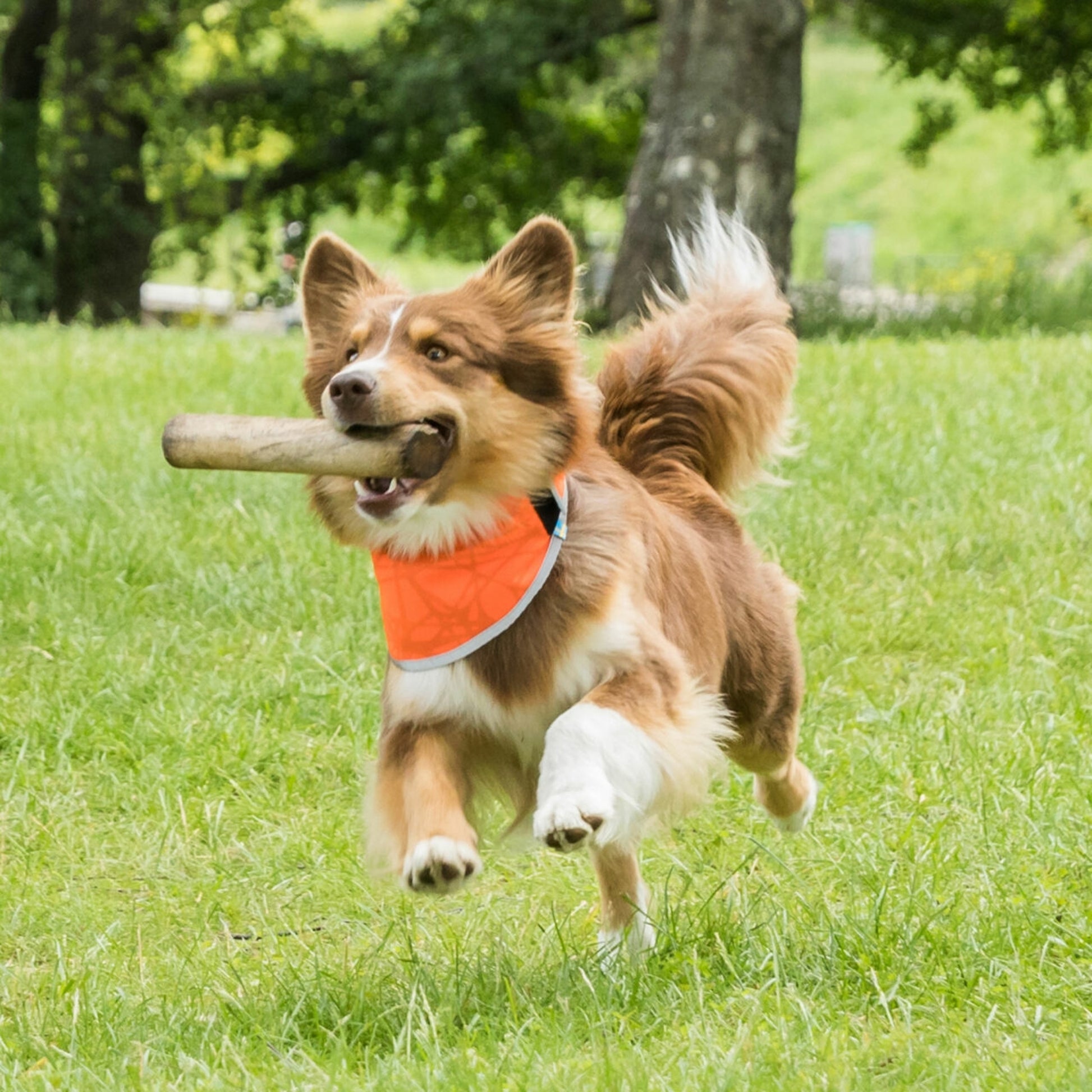Back on Track Draco High Visibility Dog Bandana
