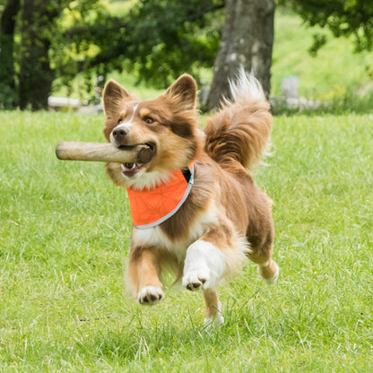 Back on Track Draco High Visibility Dog Bandana