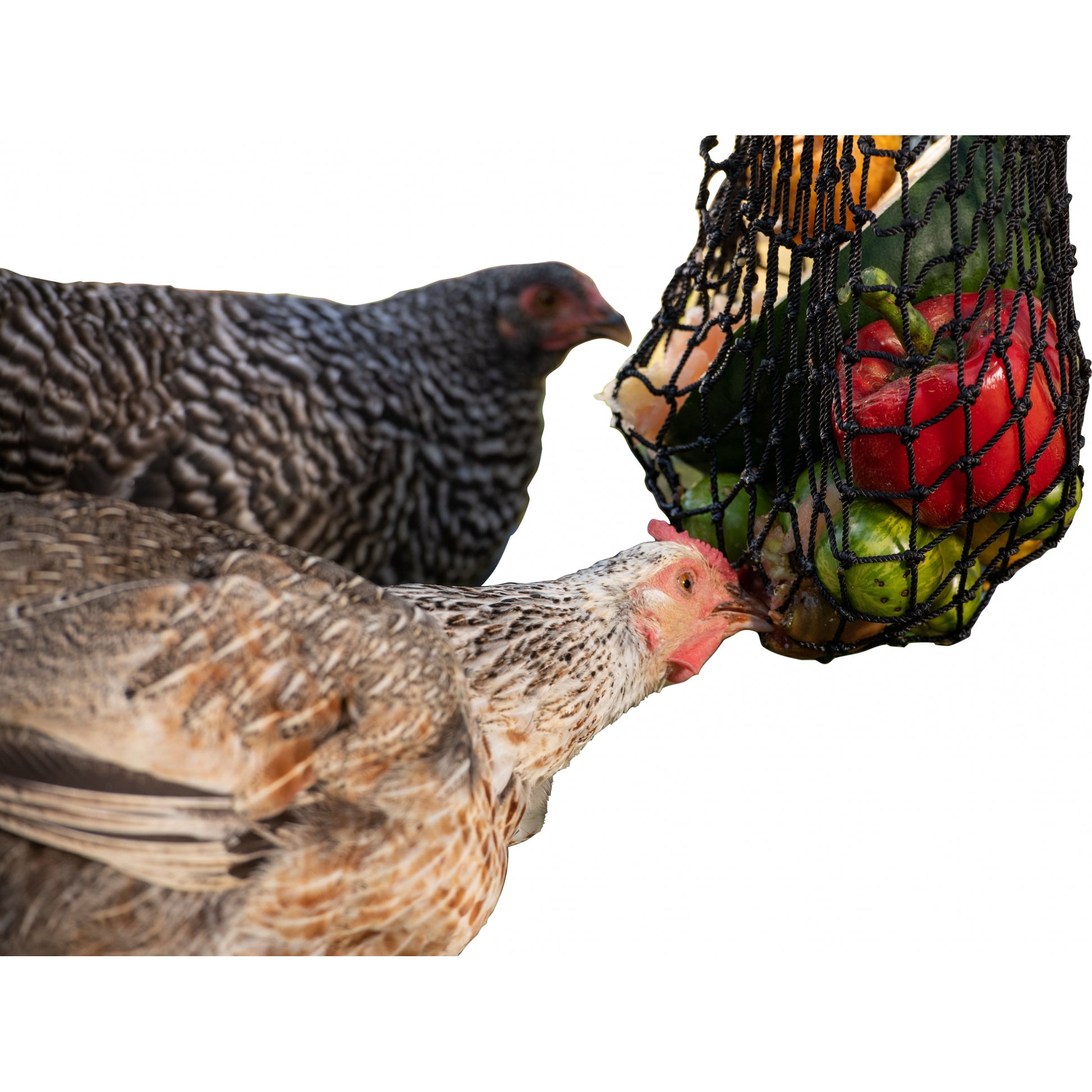 Texas Haynet Busy Bag Chicken Feeder