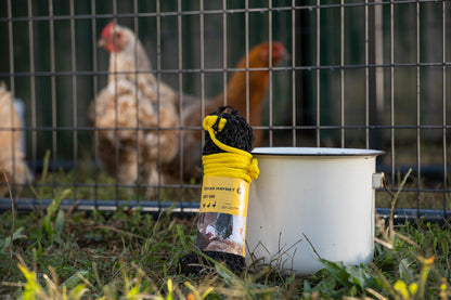 Texas Haynet Busy Bag Chicken Feeder