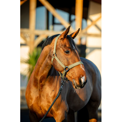 Amigo Halter & Leadrope Set