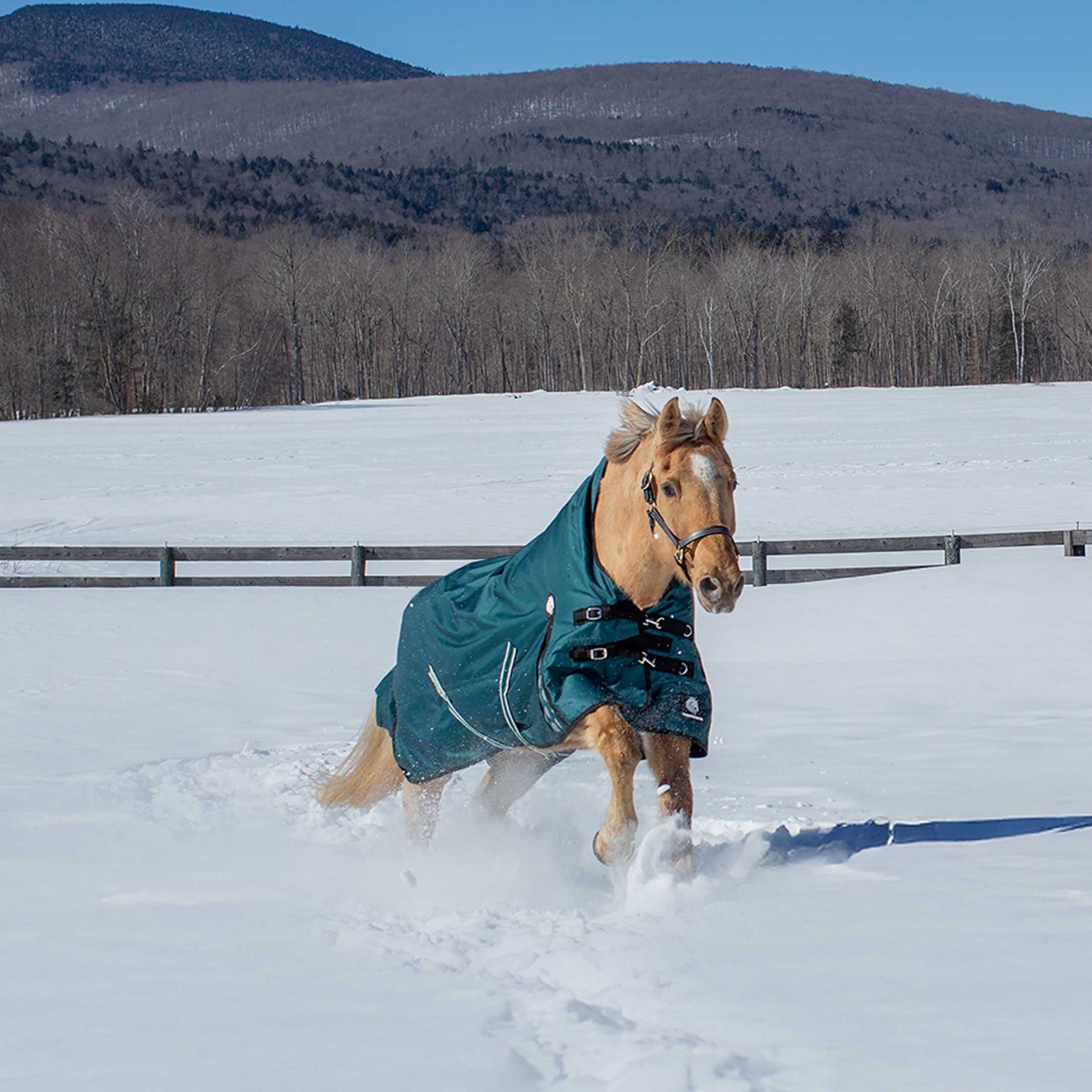 Equinavia Arktis Extended Neck Turnout Sheet