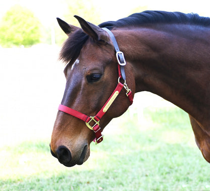 Gatsby Gold Personalized Nylon Breakaway Halter with Snap