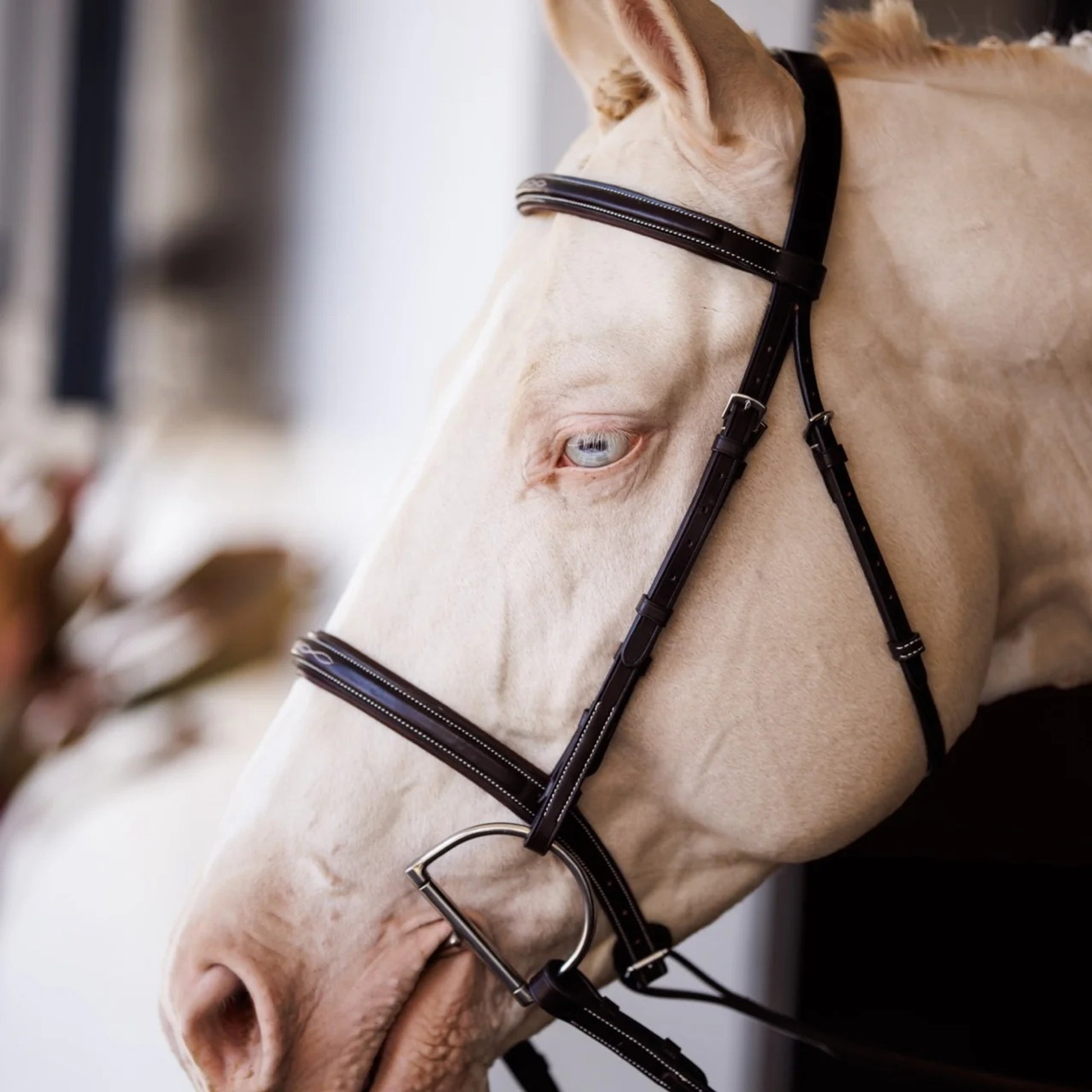 Shires Velociti Fancy Square Raised Padded Bridle with Fancy Square Laced Reins