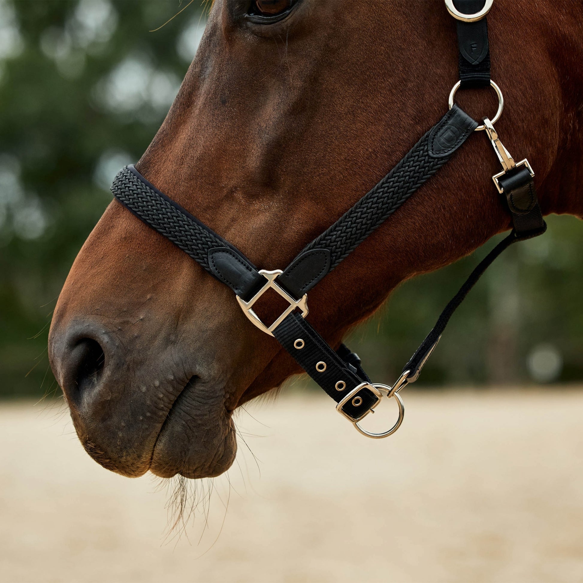 Dublin Braided Leather Headcollar