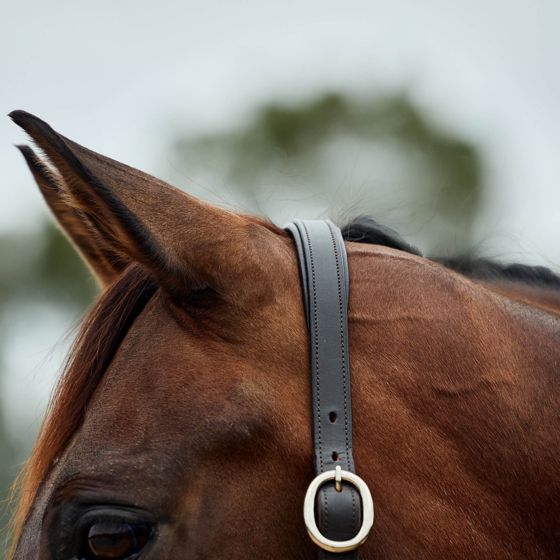 Dublin Leather Rope Headcollar