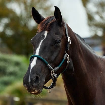 Dublin Leather Rope Headcollar
