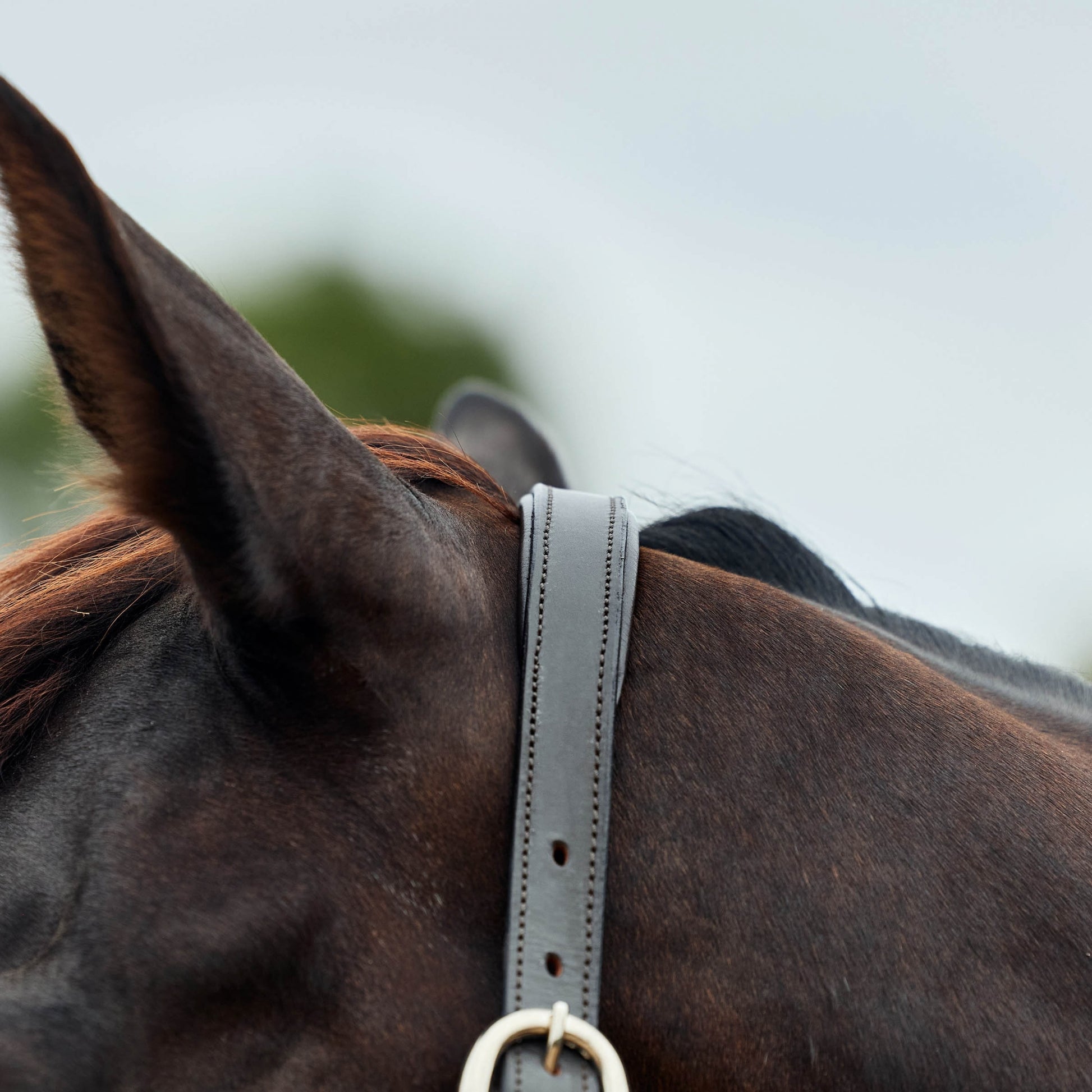 Dublin Leather Rope Headcollar
