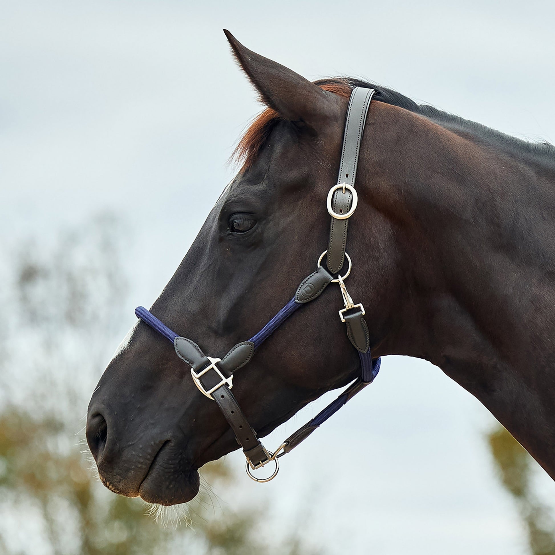 Dublin Leather Rope Headcollar