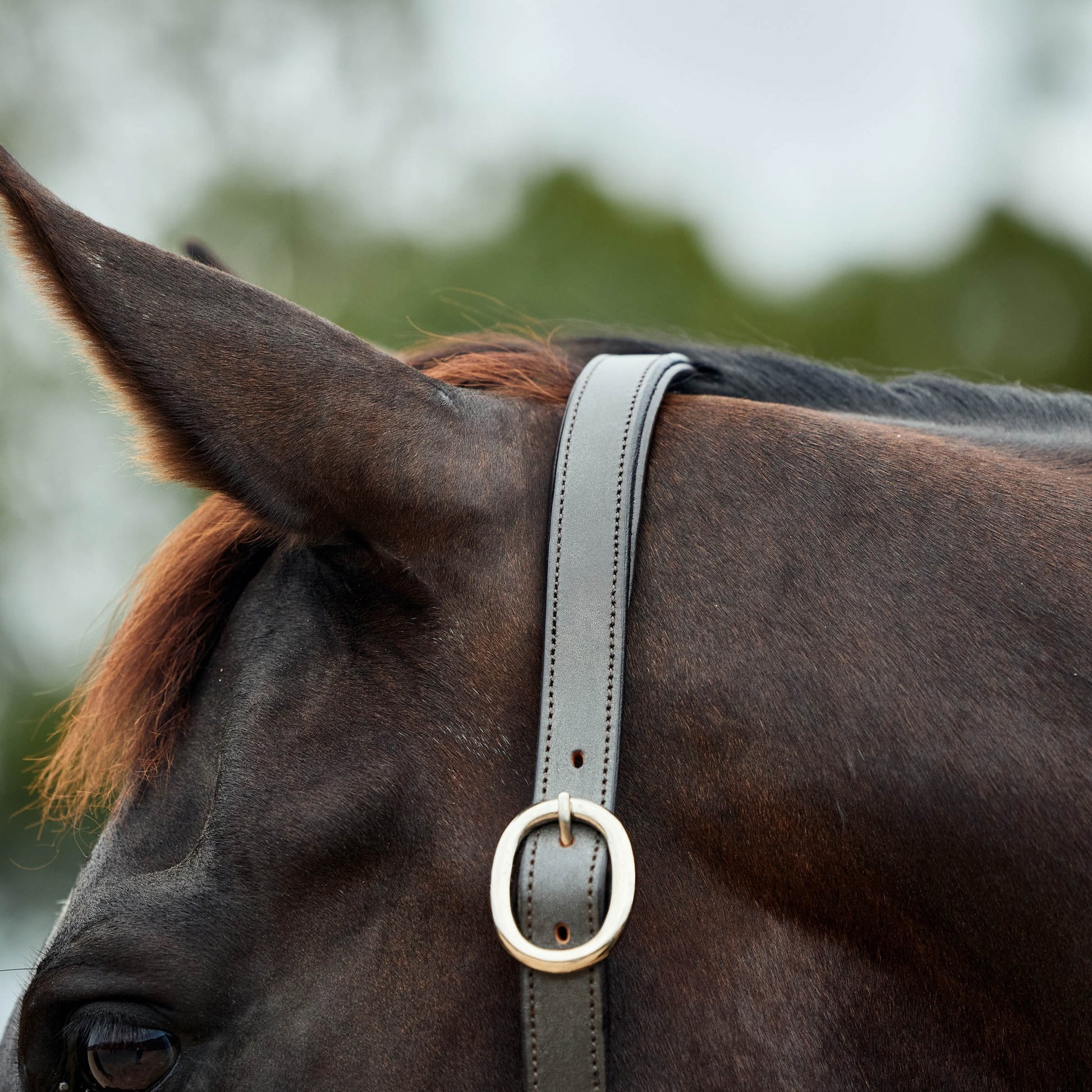Dublin Leather Rope Headcollar