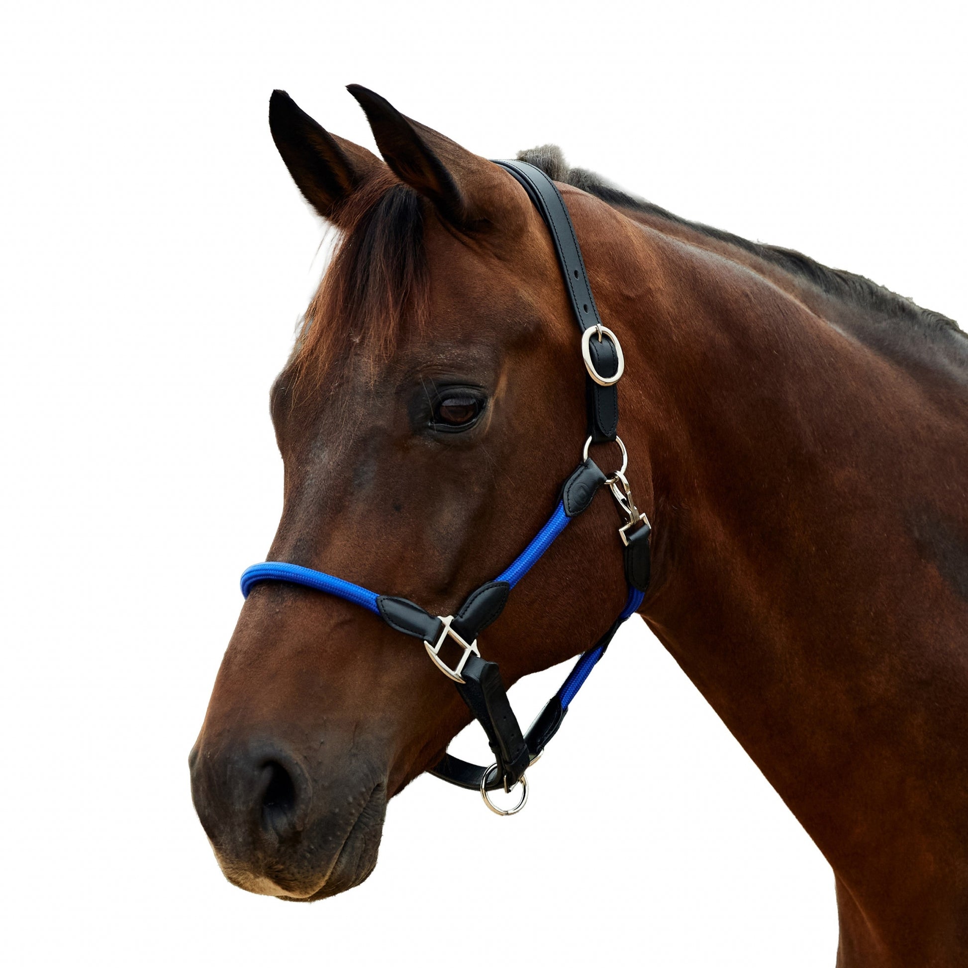 Dublin Leather Rope Headcollar